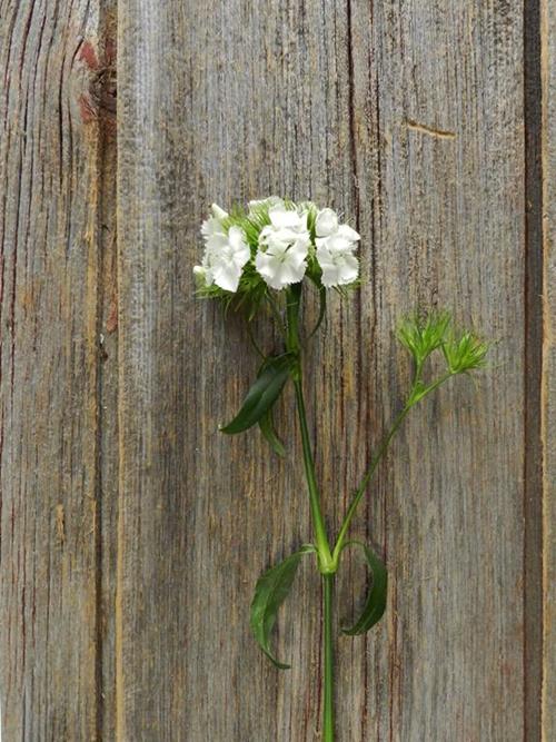 WHITE DIANTHUS